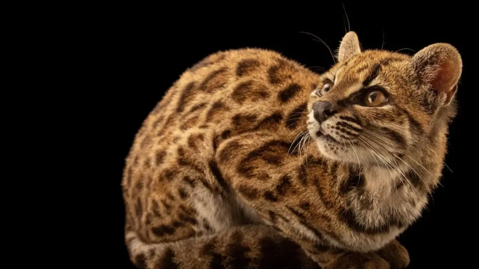 Atrasta nauja laukinė katė Leopardus tilcayo Bolivijoje