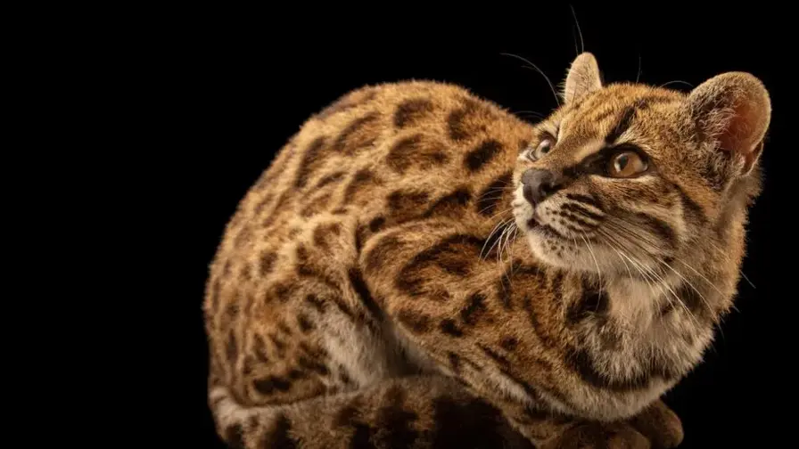 Atrasta nauja laukinė katė Leopardus tilcayo Bolivijoje