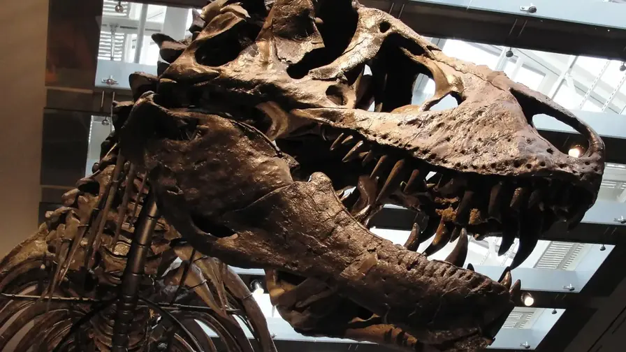 T. rex kūno temperatūra: dinozauras buvo šiltakraujis