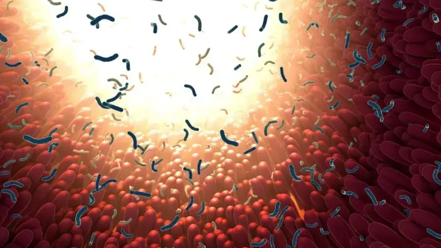 Cukrus ir antibiotikai: slaptas žarnyno mikrobiomos nykimas