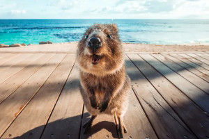 Rotnesto sala – paslaptinga Vakarų Australijos perlas ir laimingiausias pasaulio gyvūnas